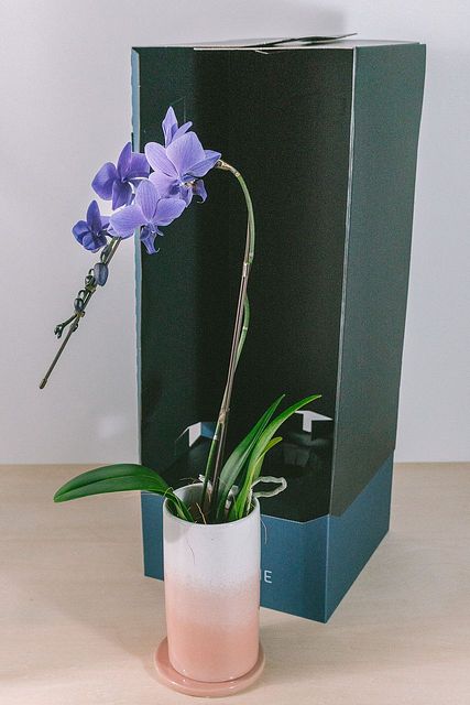 入荷少なめです❗️超希少❗️胡蝶蘭❤️ブルージーン　1本立 ミディ胡蝶蘭 Blue Gene（ブルージーン）1本立ち | 胡蝶蘭なら