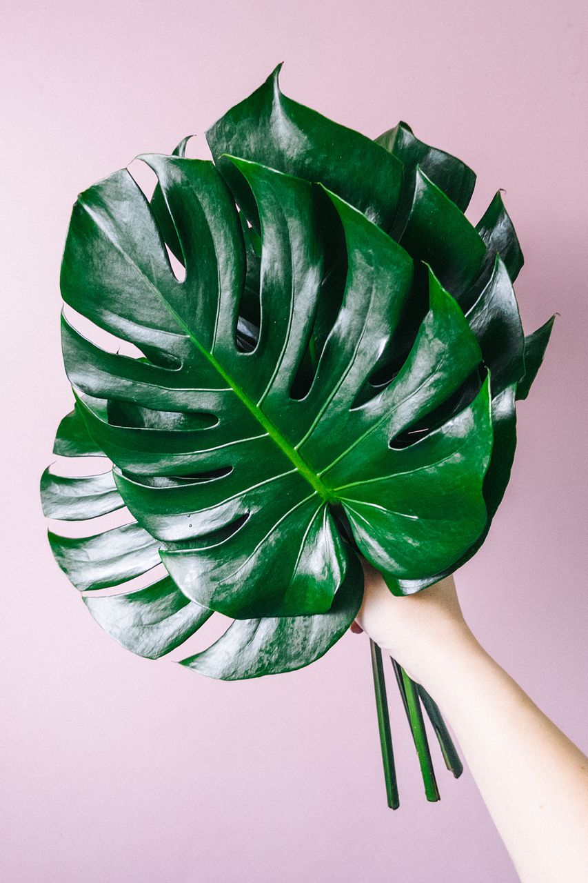 モンステラ　茎太　2本 モンステラ 茎太 2本