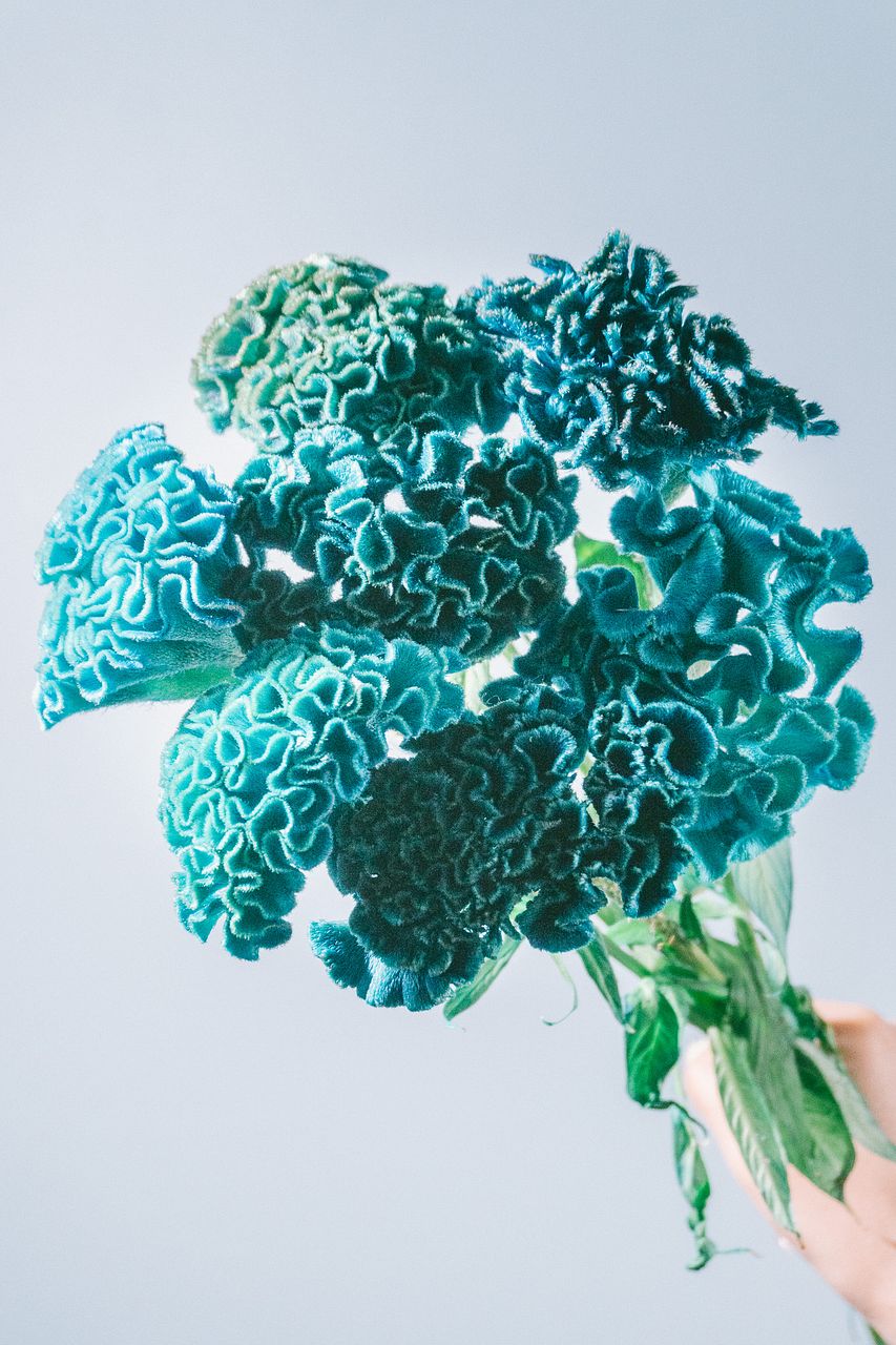 【クリスマス切り花＊ブーケ＊花束】南天＊松葉＊椿の蕾＊山茶花の蕾＊クチナシ＊他 クリスマス切り花＊ブーケ＊花束】南天＊松葉＊椿の蕾＊山茶花の