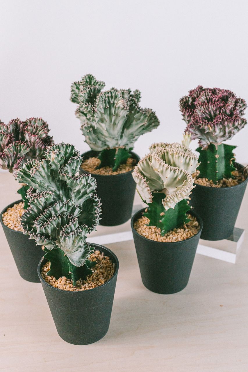 カラフルなユーフォルビア「ラクテア マハラジャ」（1鉢）