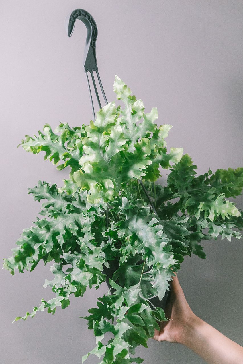 フィロデンドロン スノークイーン 希少品種フィロデンドロン「スノー