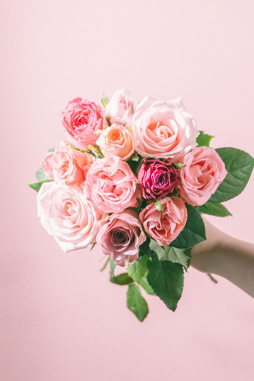 6月のお買い得】バラ「ココット」