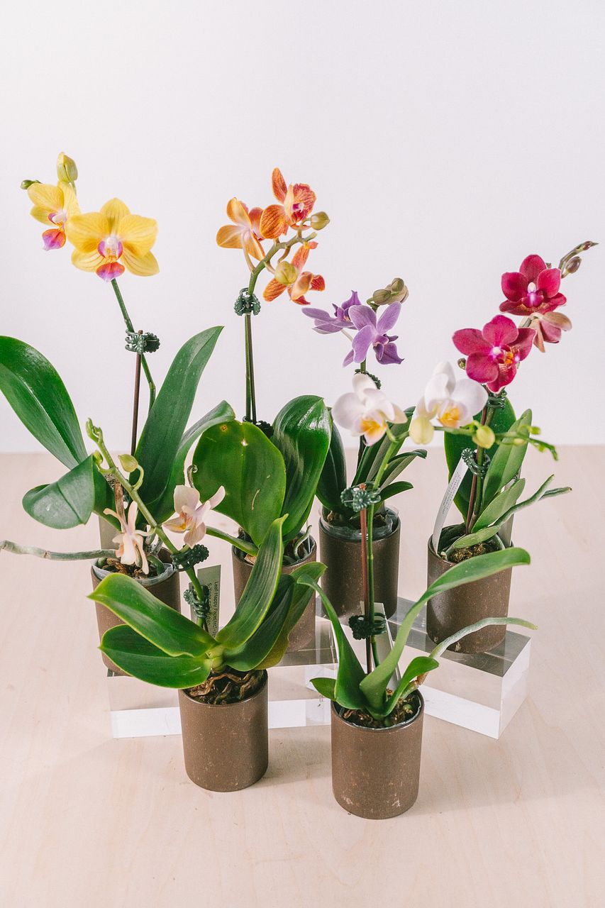 プレ花 1ヶ月水やり不要！おまかせミディファレノ（1鉢）