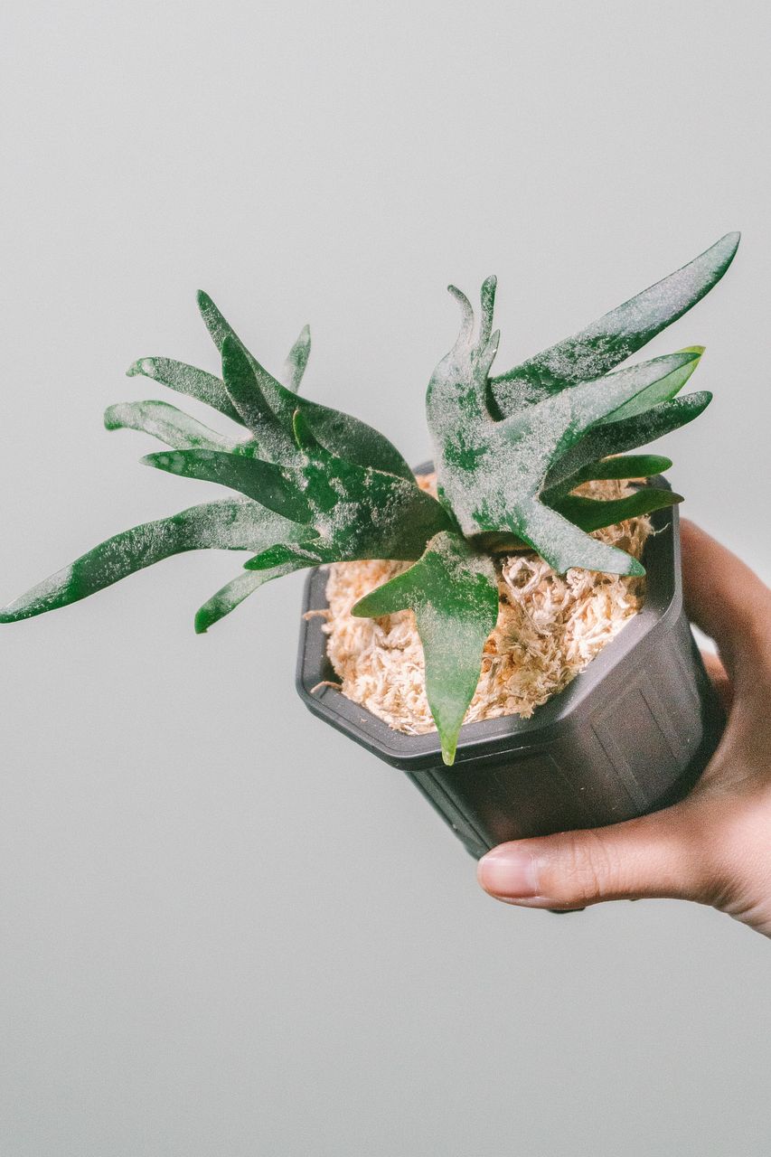 高級品種ビカクシダ「jade girl」