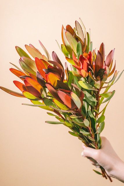 グレビリアゴールドとリューカデンドロンフォルモーサのネイティブリース