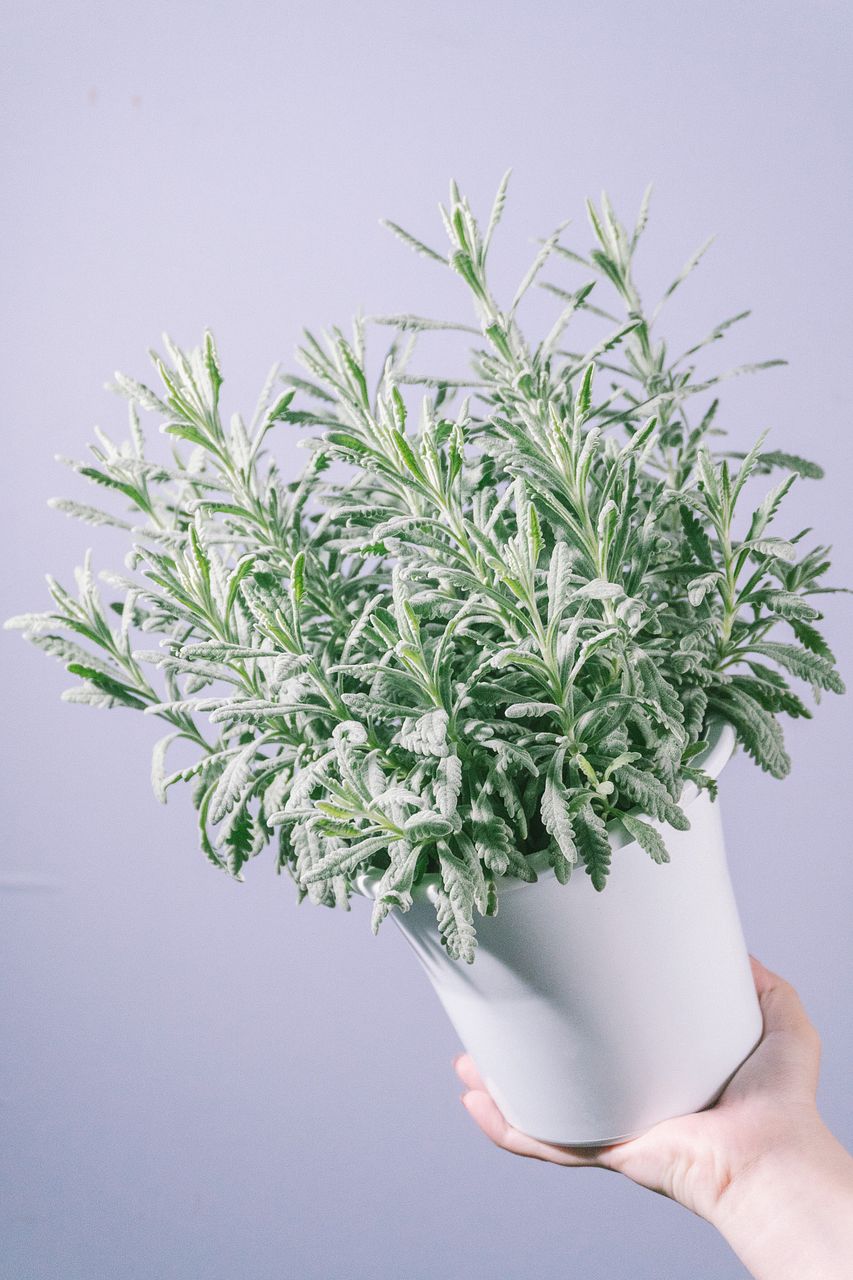 よしにゃあ 【最高級 極上特級株】 スノーホワイト　サンスベリア よしにゃあ 【最高級 極上特級株】 スノーホワイト サンスベリア