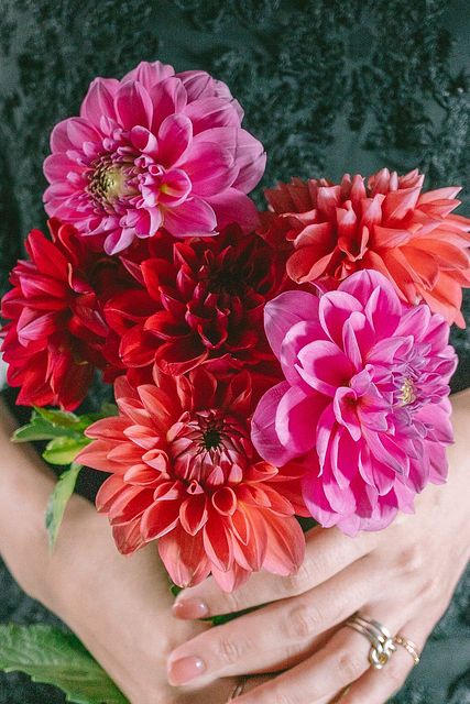 ダリア百科　園芸本　花づくり　花作り　日本ダリア会 ダリア百科 園芸本 花づくり 花作り 日本ダリア会 ダリア百科