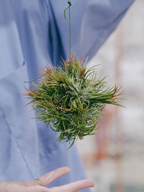 チランジア「イオナンタボール」