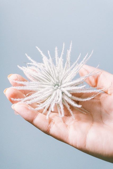 希少チランジア「テクトルム」