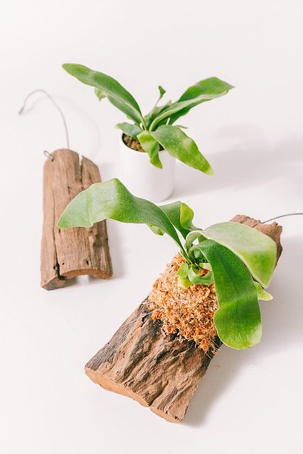 ビカクシダ　3点セット ビカクシダの板付キット