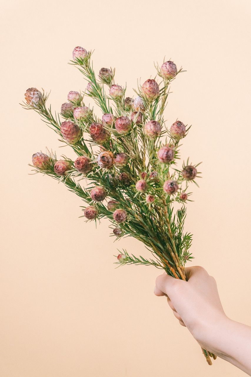 リューカデンドロン　ジュビリークラウン リューカデンドロン ジュビリークラウン - 輸入切花専門商社