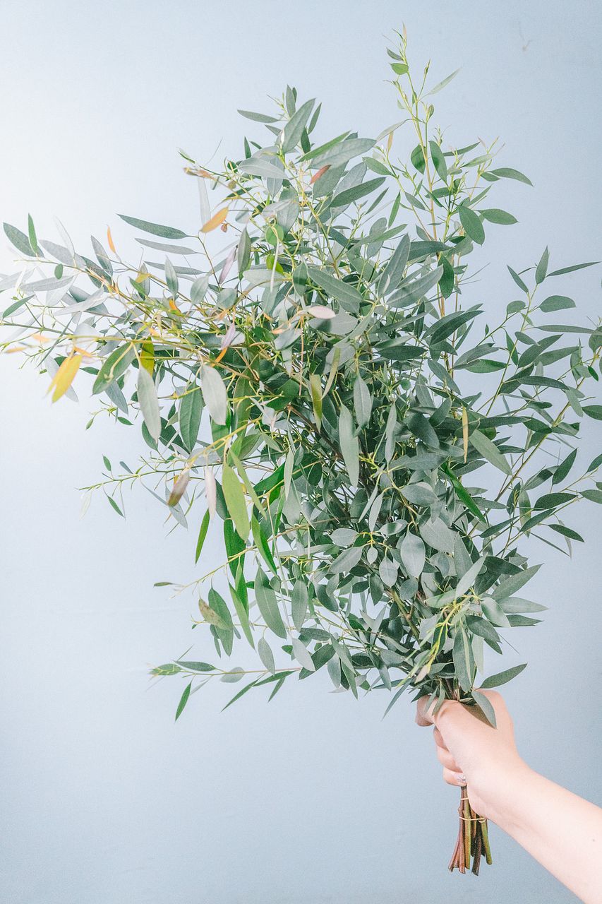 hana ❀ tsumugi … ♡さまユーカリ銀世界+ポポラス ユーカリ 銀世界 1束(5本) | popo't〜ドライフラワーと雑貨のお店〜