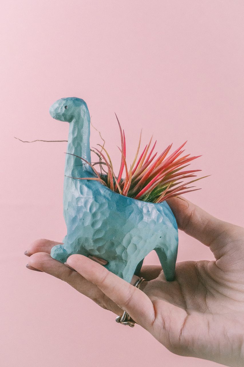 s*a様 ビカクシダ JEENY 楽天市場】(現品) ビカクシダ ウィリンキー 'ジェニー' (TC) (No.41091