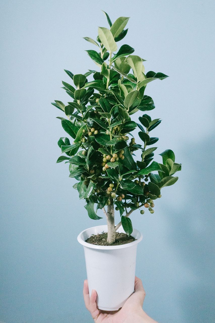 クリスマスホーリーの鉢