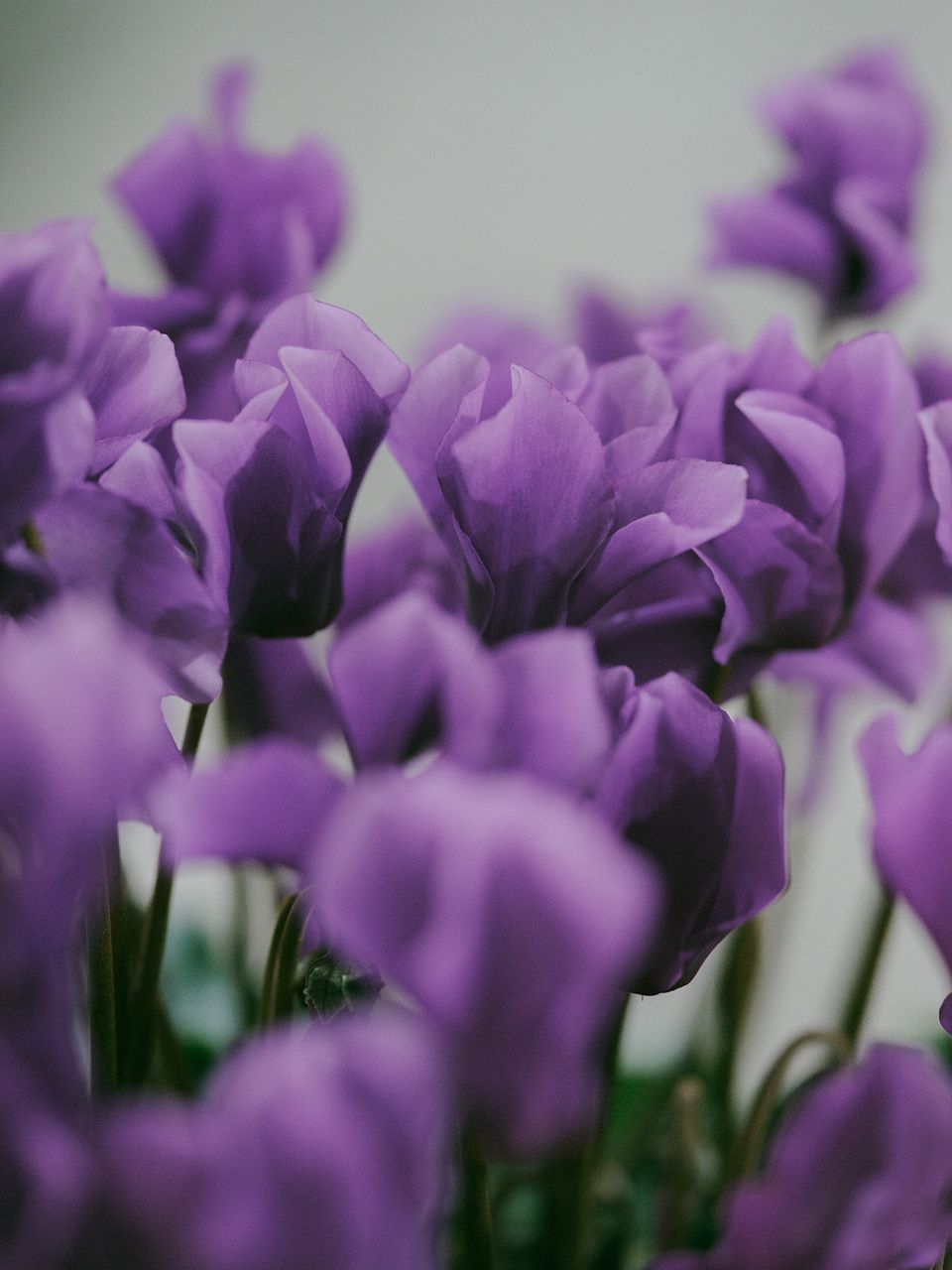 シクラメン「アロマブルー」