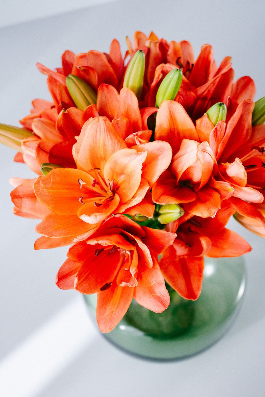 モミの木のスワッグ