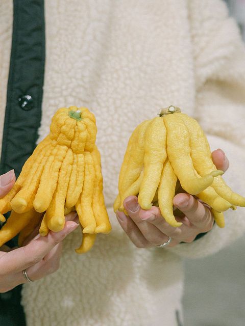 仏手柑　果実　縁起物　生け花　お正月飾り　観賞用　熱帯果樹 仏手柑 果実 縁起物 生け花 お正月飾り 観賞用 熱帯果樹 (3)