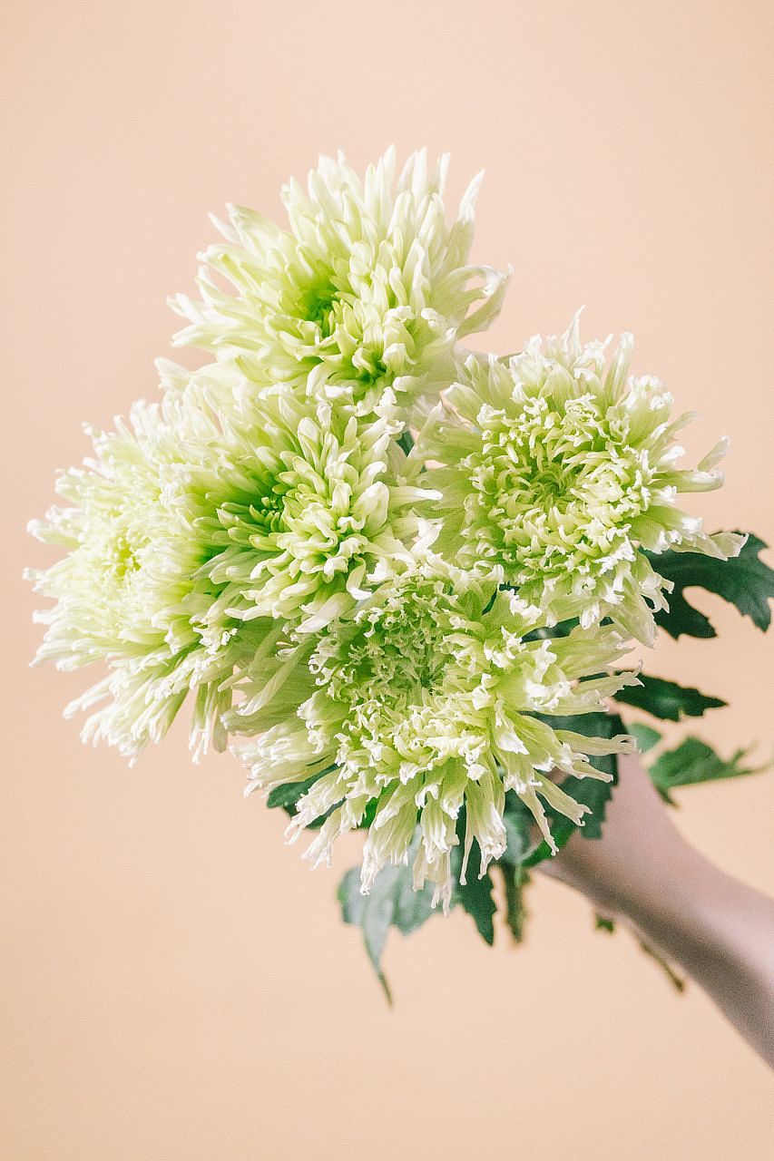 希少品種ローズを集めて