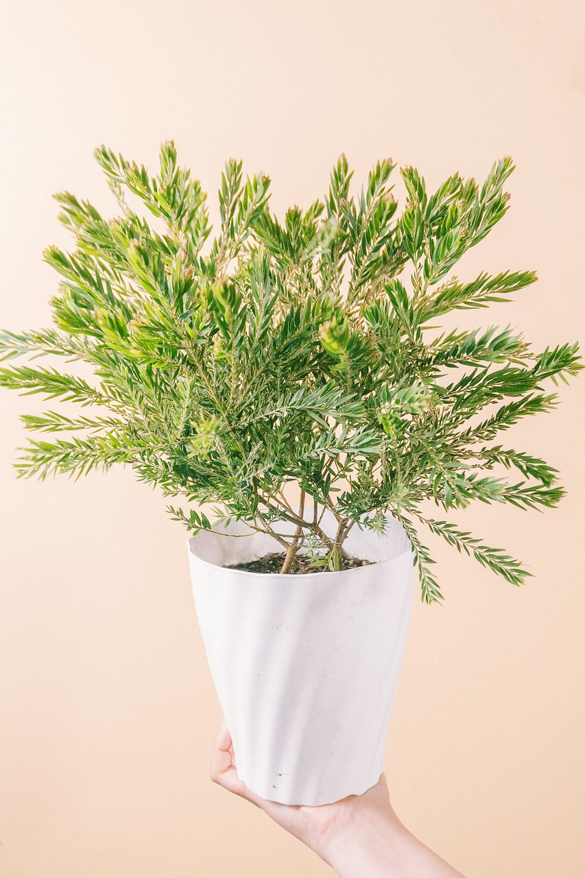 ミモザの鉢「テレサ」