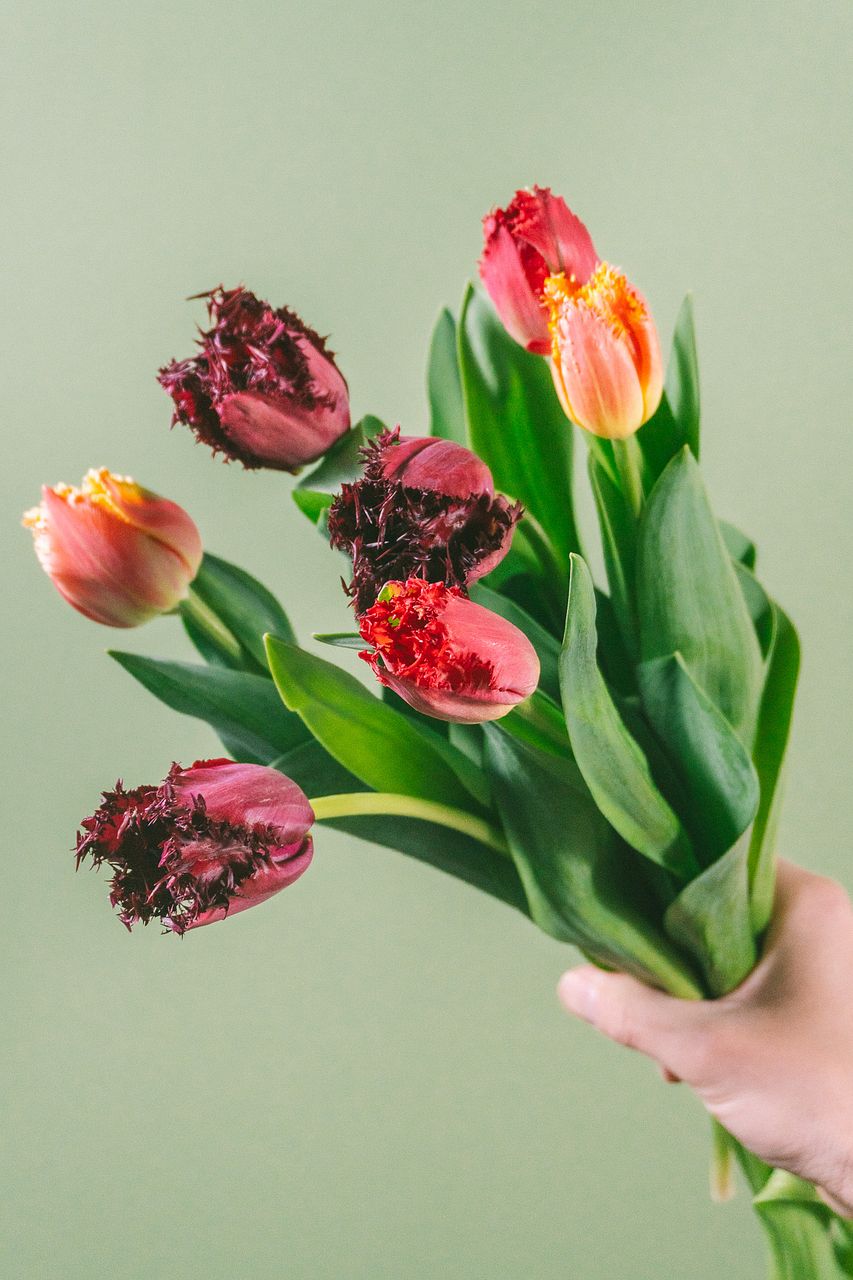 サンダーソニア