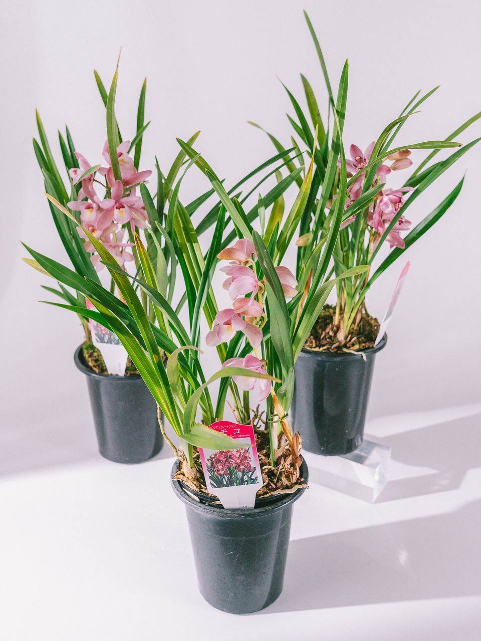 タビビトノキ（Mサイズ）