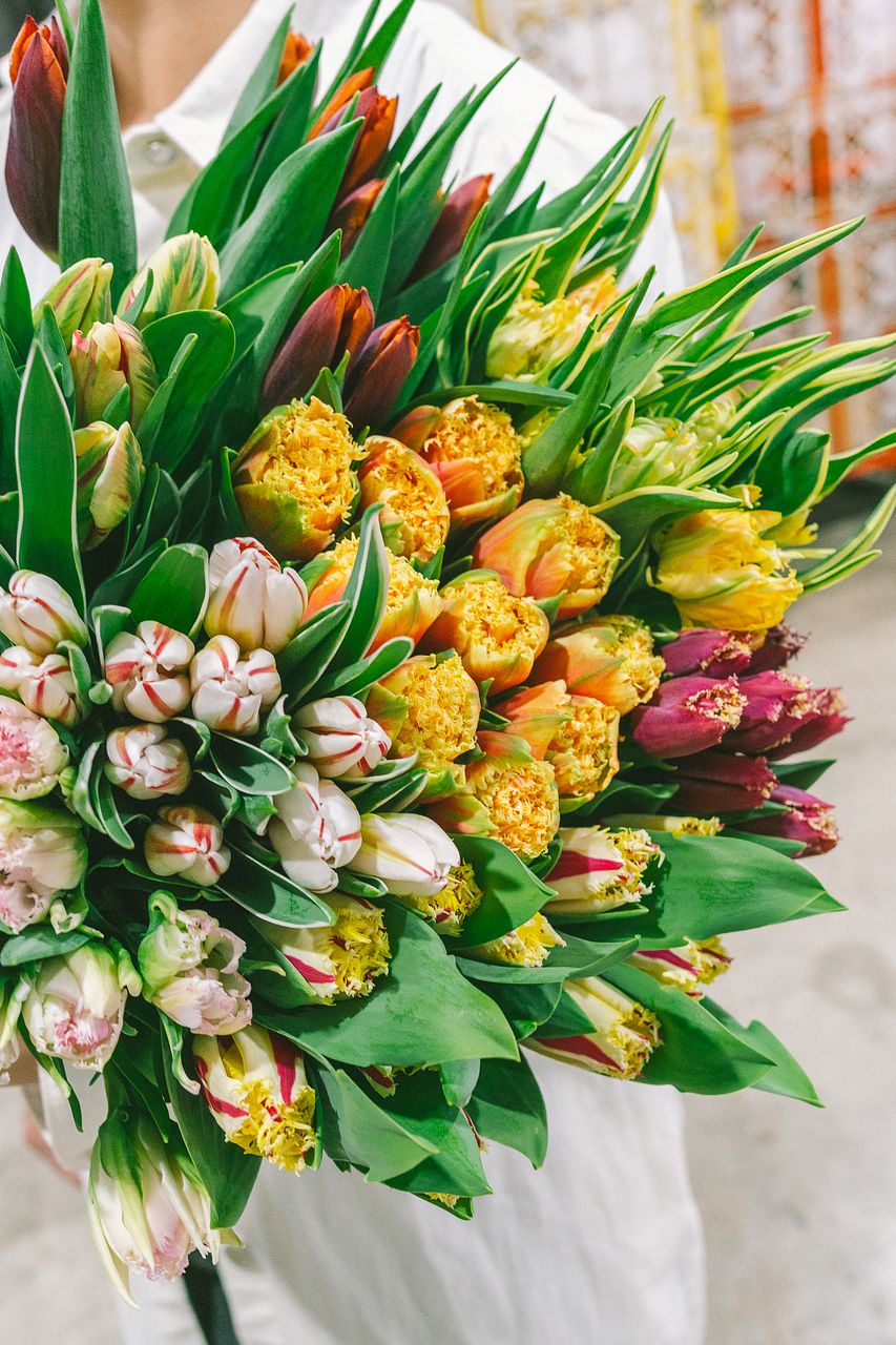 希少！幸運のヤドリギ