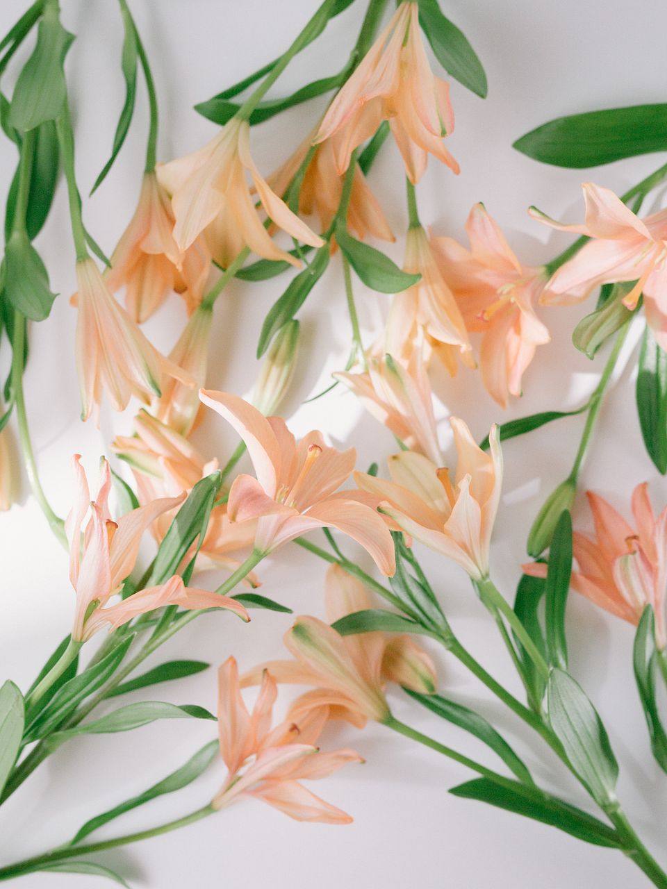 ダイヤモンドリリー】人気の花束・ブーケ特集 | FLOWER｜かわいい花束