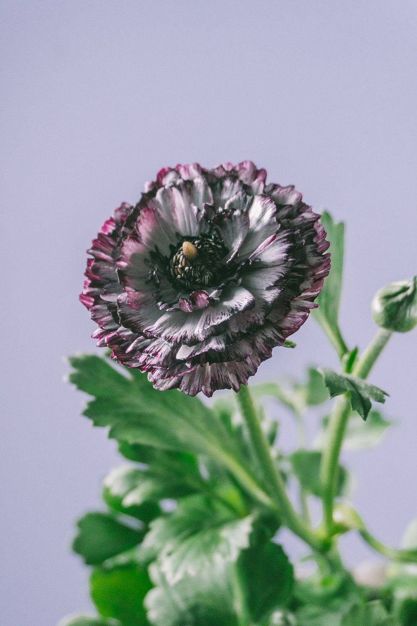 希少品種ラナンキュラス「イカロスパープル」