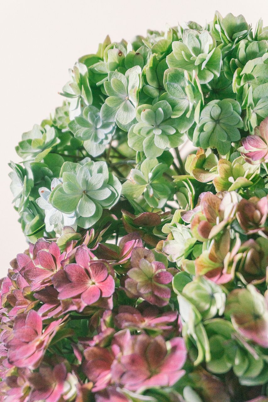 ヘリクリサム】人気の花束・ブーケ特集 | FLOWER｜かわいい花束を