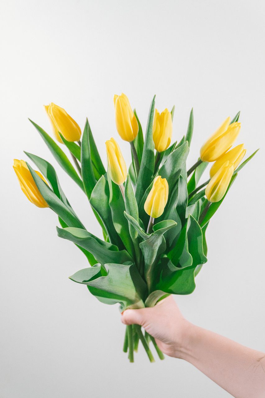 たっぷり10本！幸運の黄色チューリップ