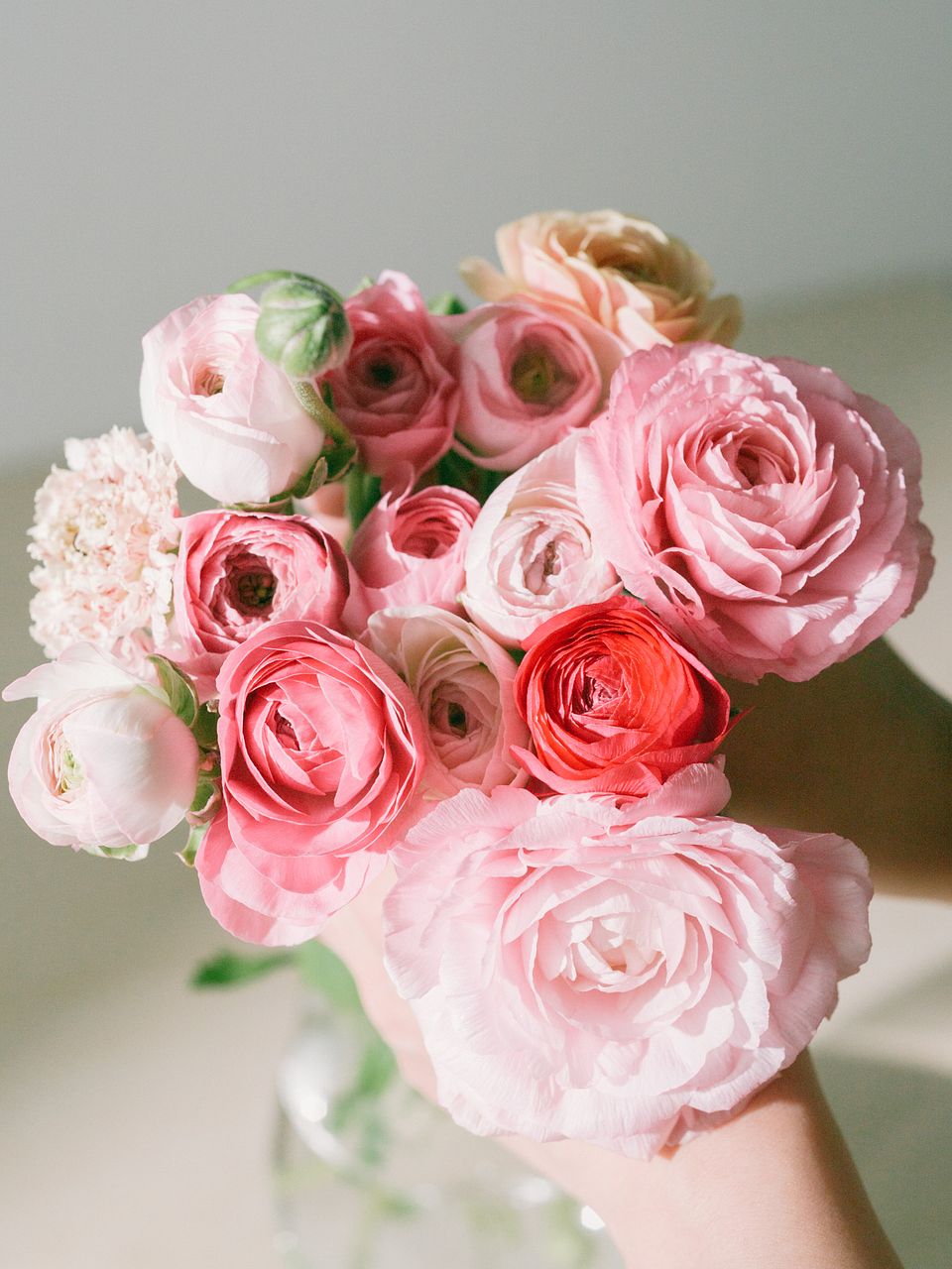 ベルベットローズ