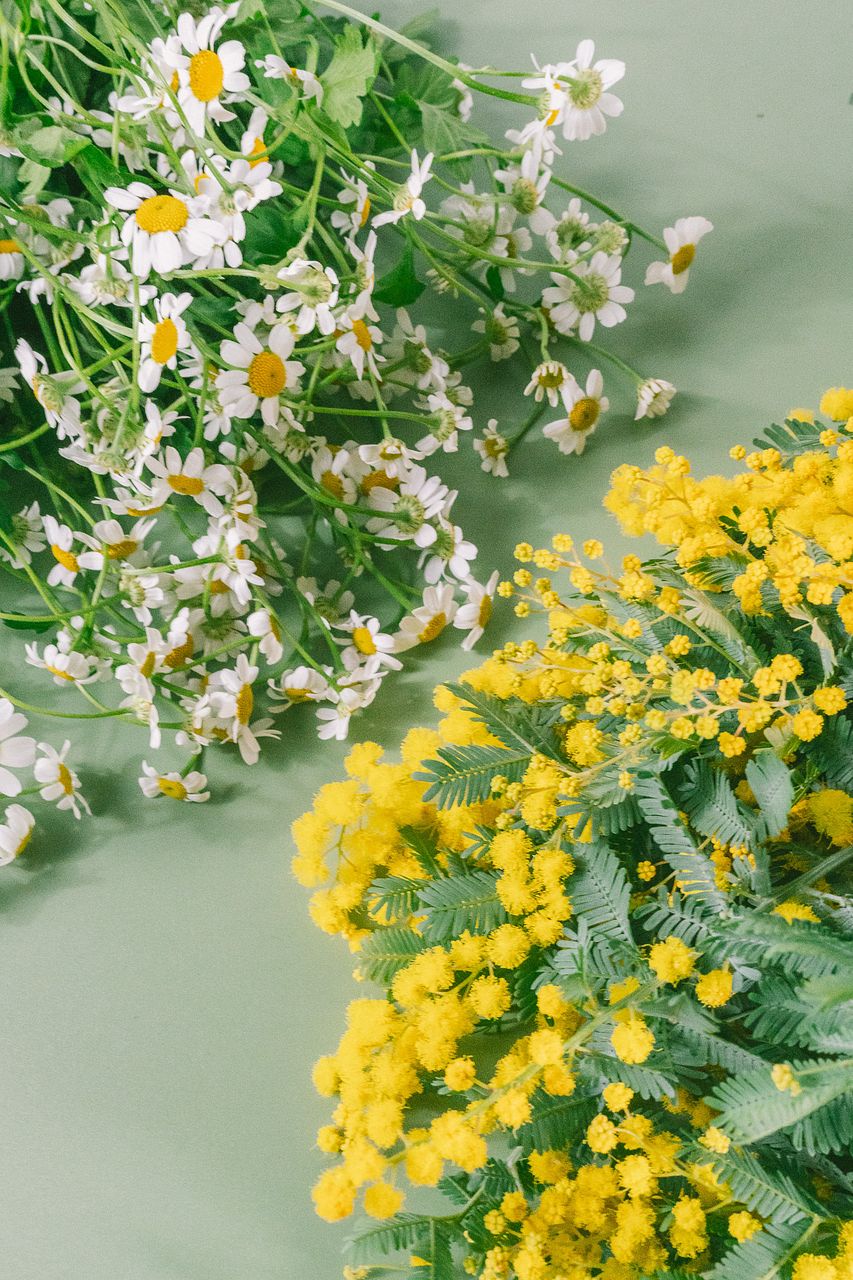 2月のお買い得】国産ミモザ