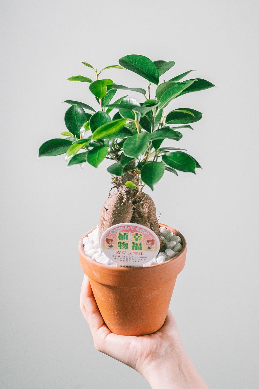 クロコダイルファーン