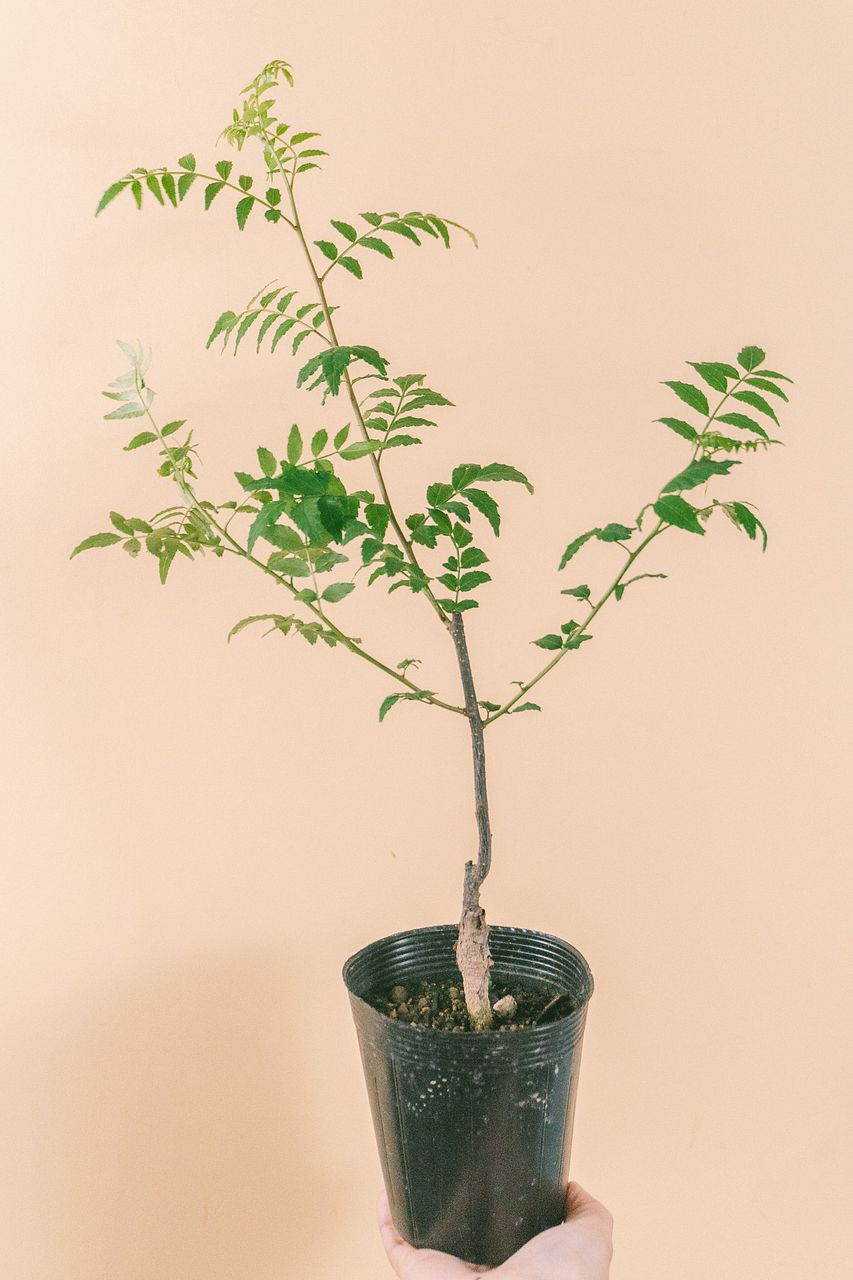 値下げ中。摘んできた花山椒！330g 香る！おまかせ山椒（3.5号）