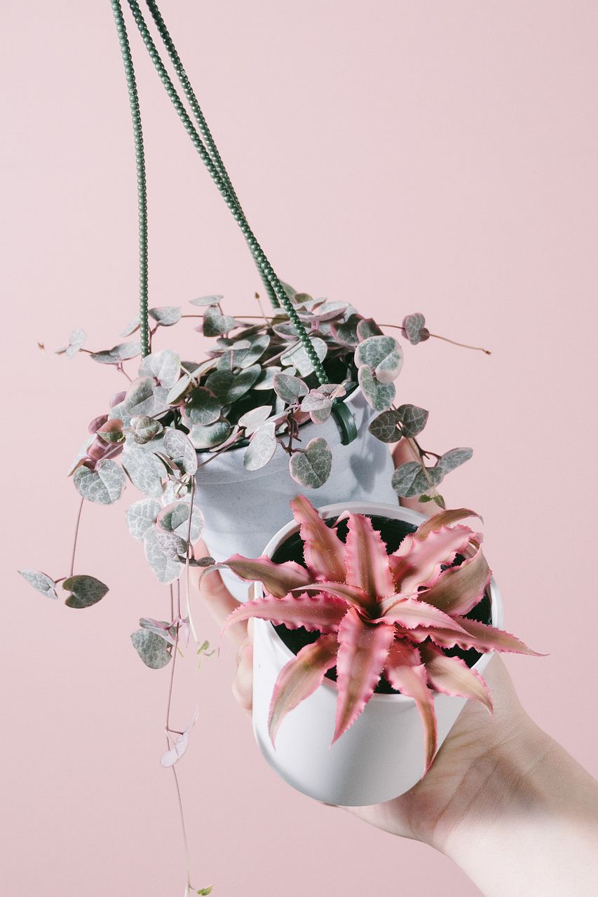 ハートとピンクのミニ観葉植物セット