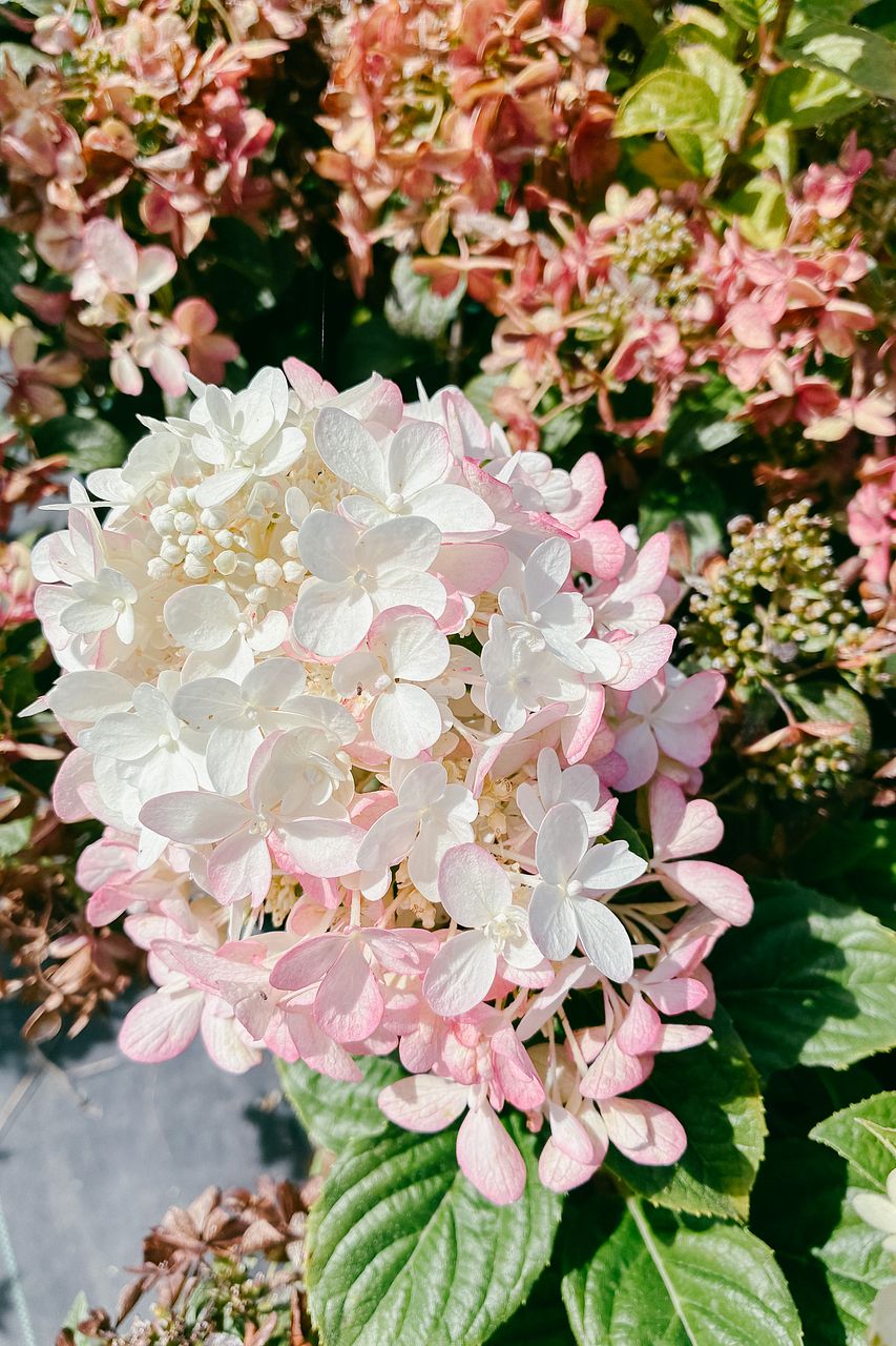 2回咲く！ピラミッド紫陽花「プチチェリー」