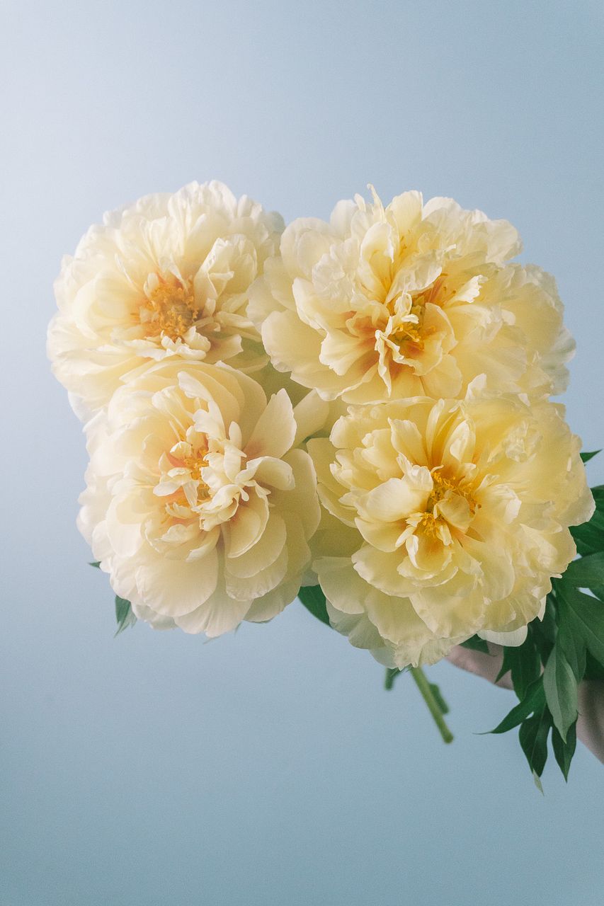 バラ】人気の花束・ブーケ特集 | FLOWER｜かわいい花束を【送料無料