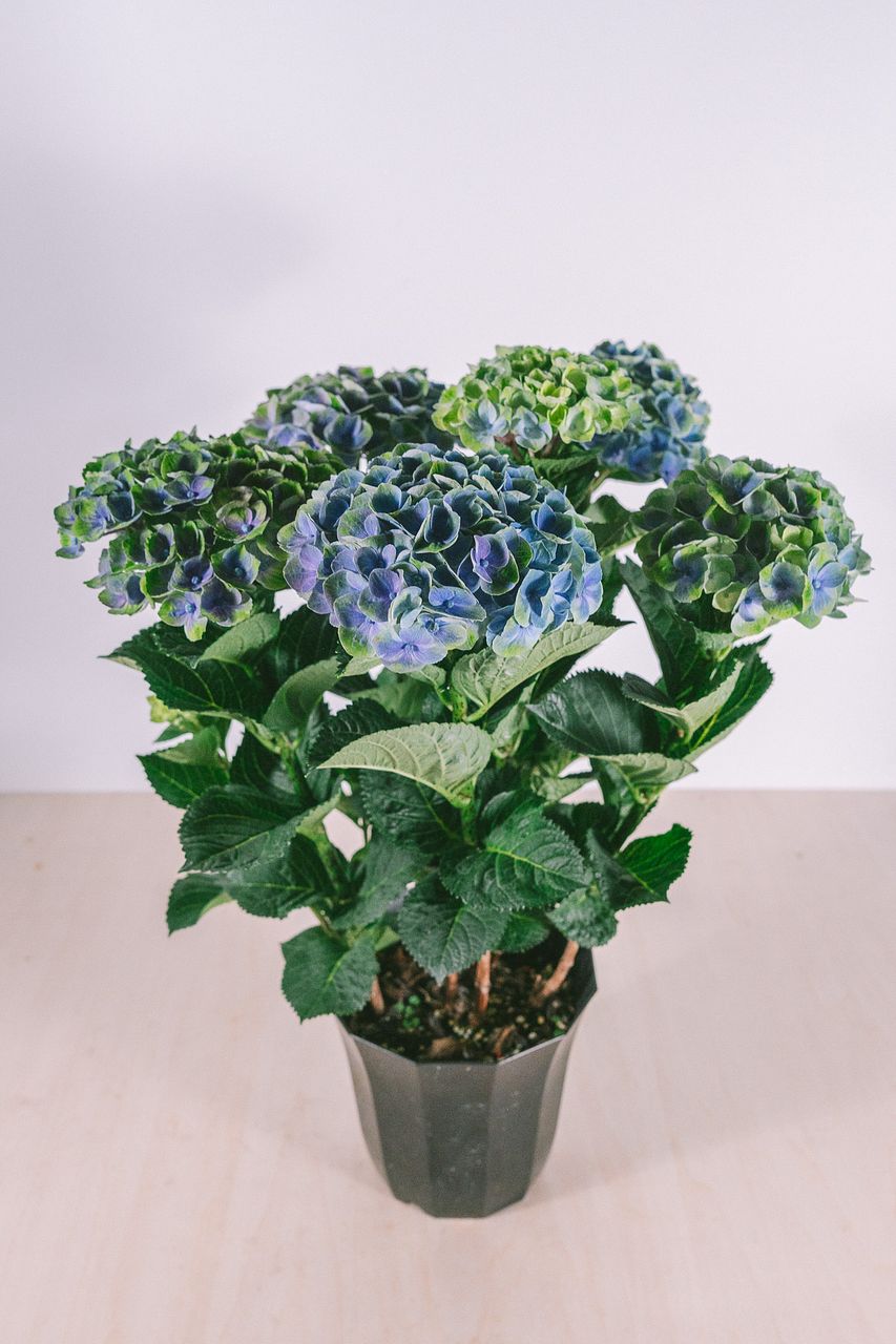 【期間限定セール】アメジストの花のような置物 紫陽花「アメジスト」