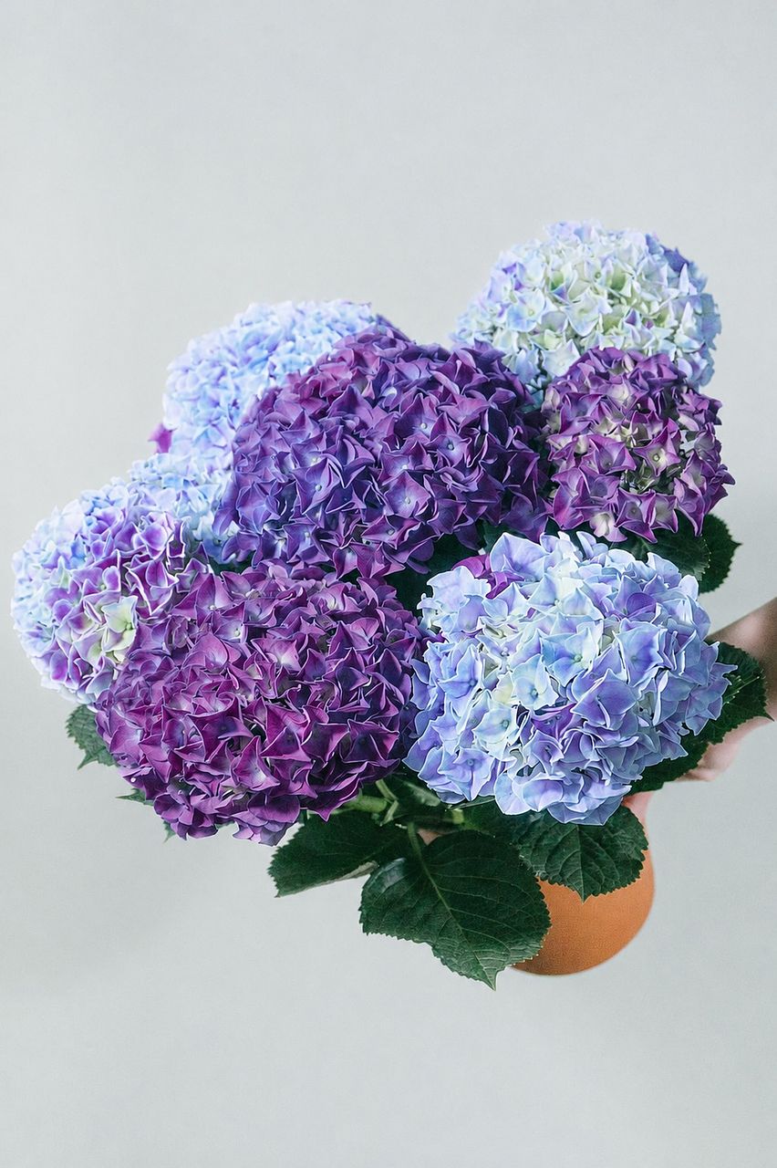 紫陽花「ホットチボリマーブル」