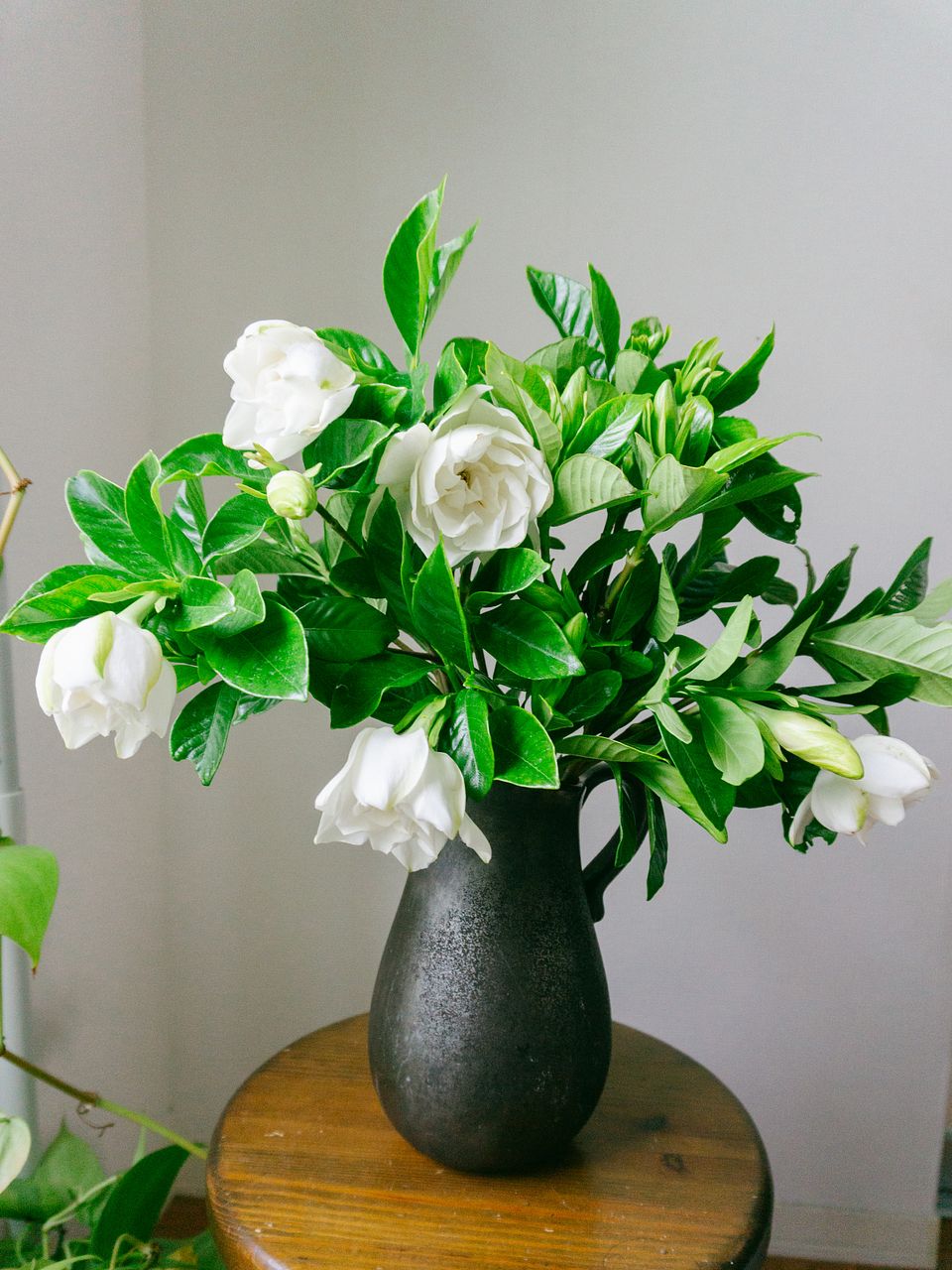 クチナシ】人気の花束・ブーケ特集 | FLOWER｜かわいい花束を【送料