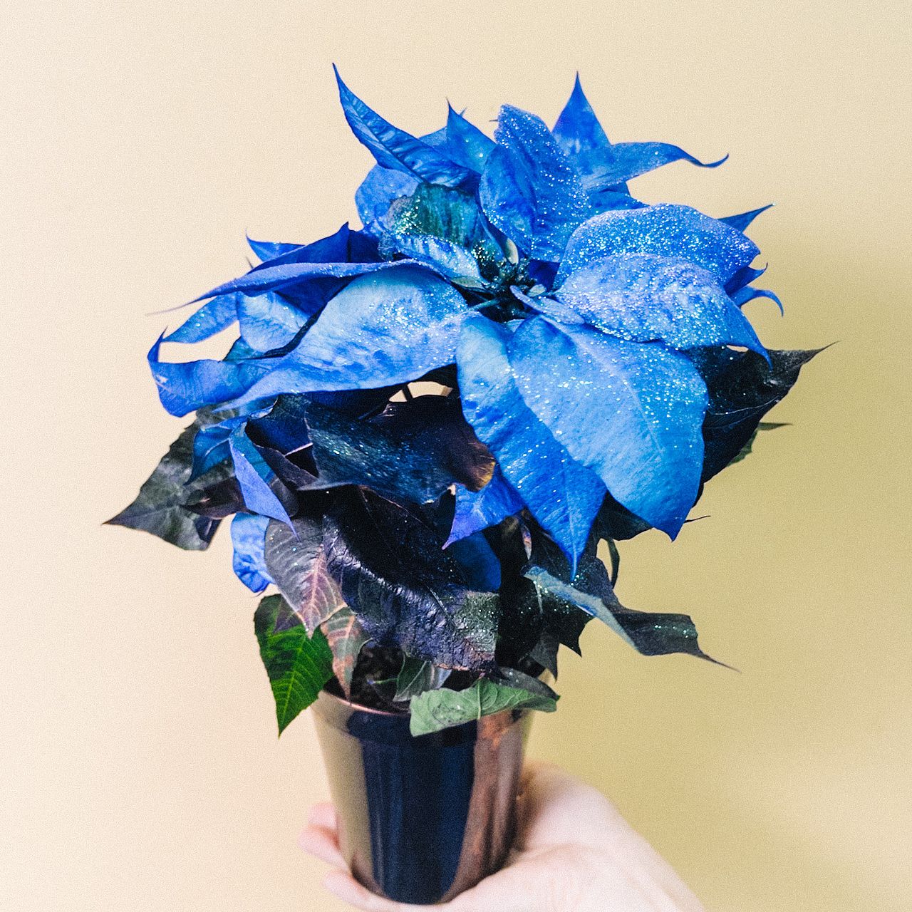 青いポインセチア