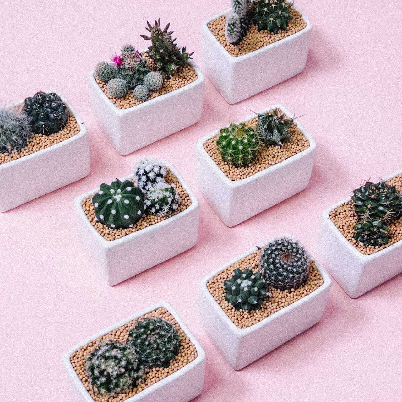 ミニサボテン寄せ植え