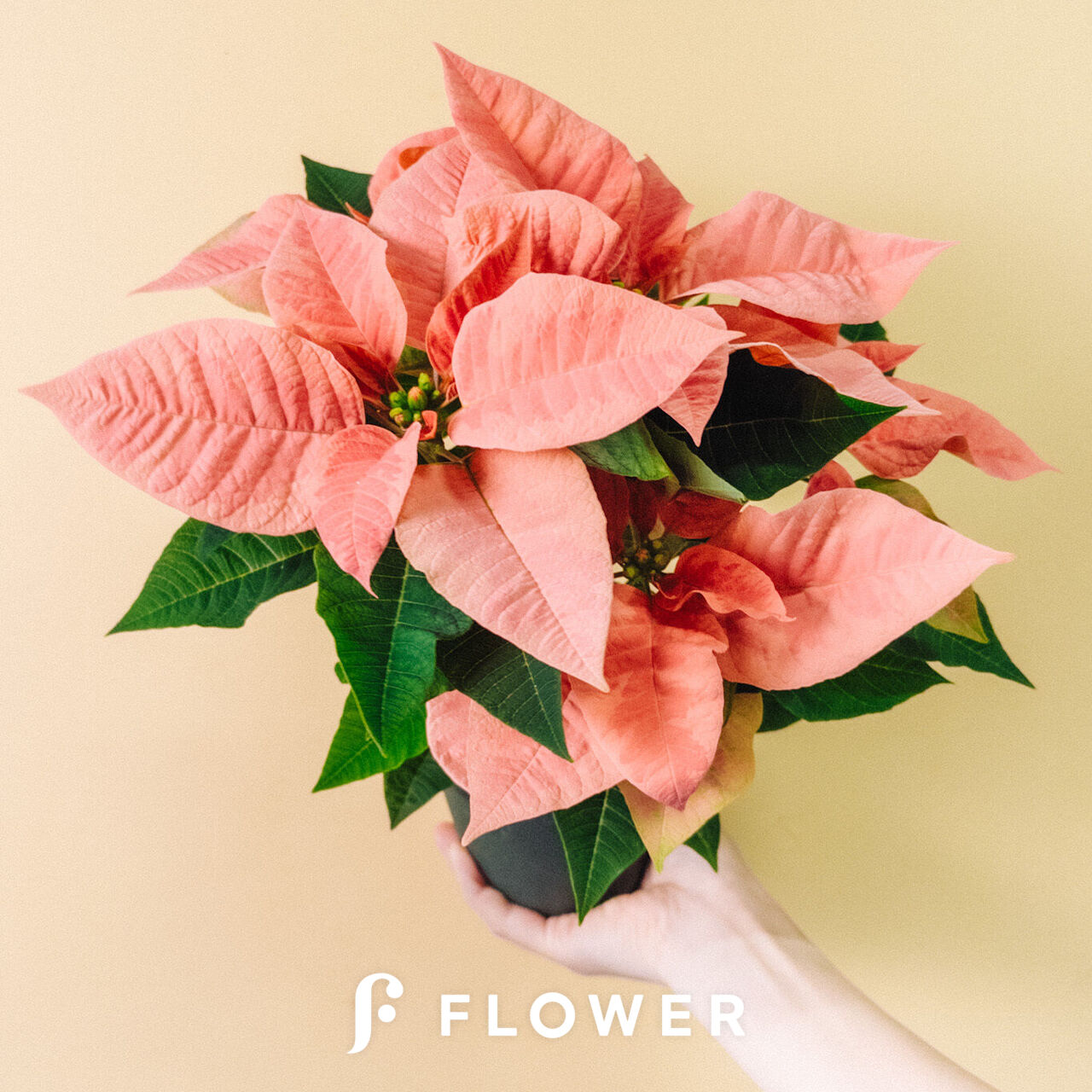 ピンク色のポインセチア ピンク色のポインセチア