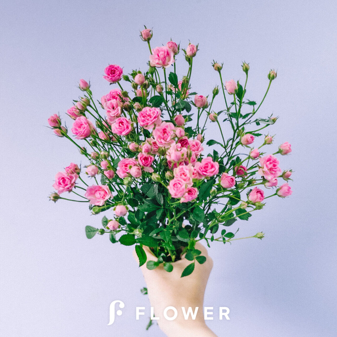 ハンドメイド 花材 ドライフラワー リトルウッズ 薔薇 r-5 薔薇 ドライ