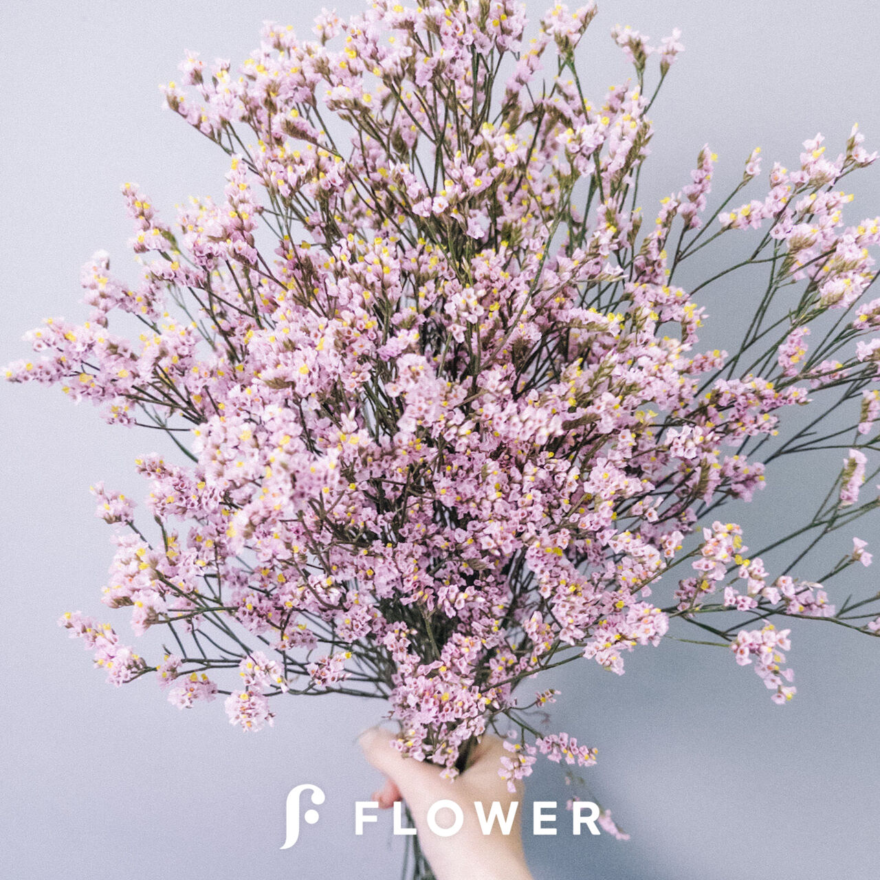 優しいピンク色のハイブリッドスターチス