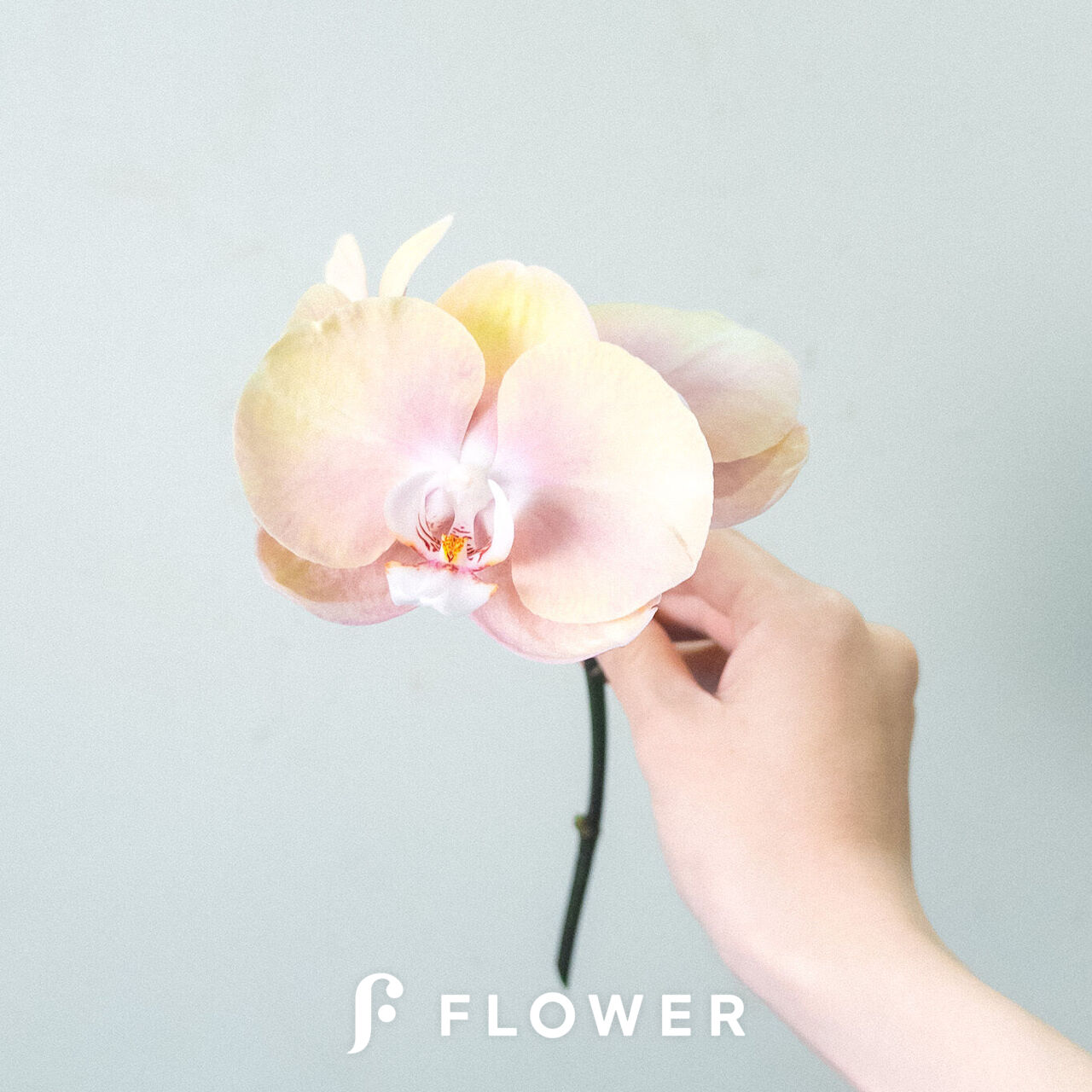 ファレノ「ゼウス」