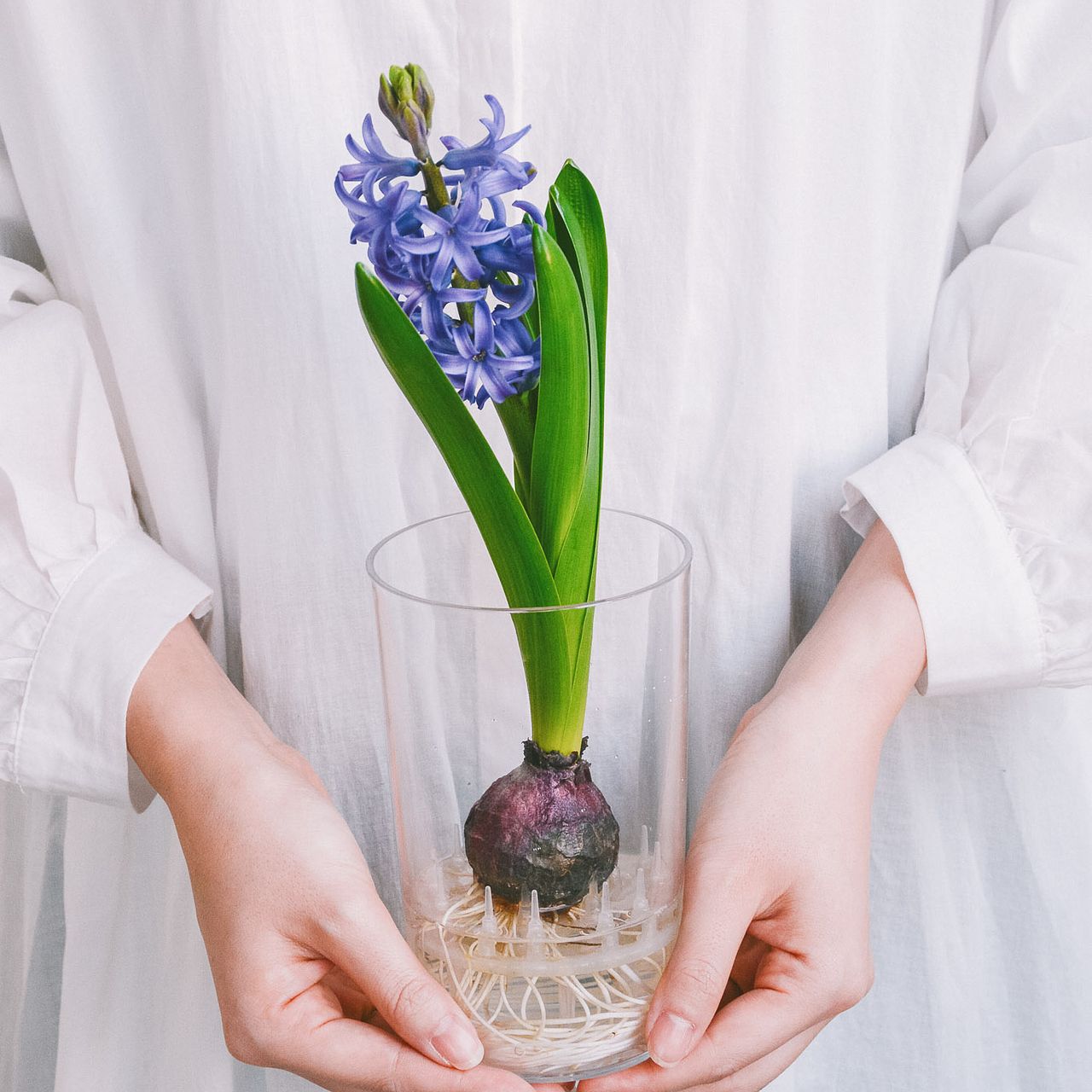産直】ヒヤシンスの水耕栽培キット（色：パープルブルー）