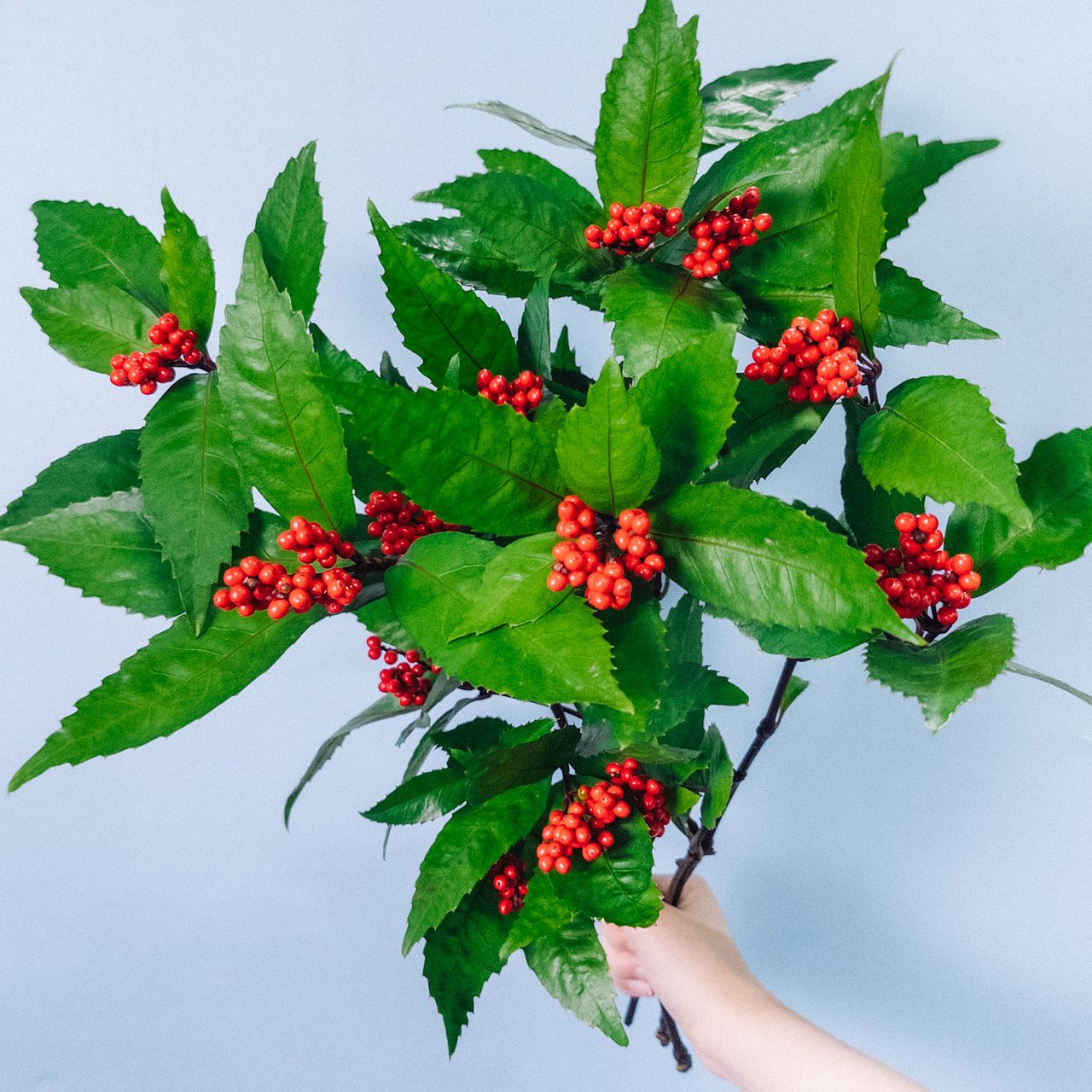 お正月の枝もの「千両」