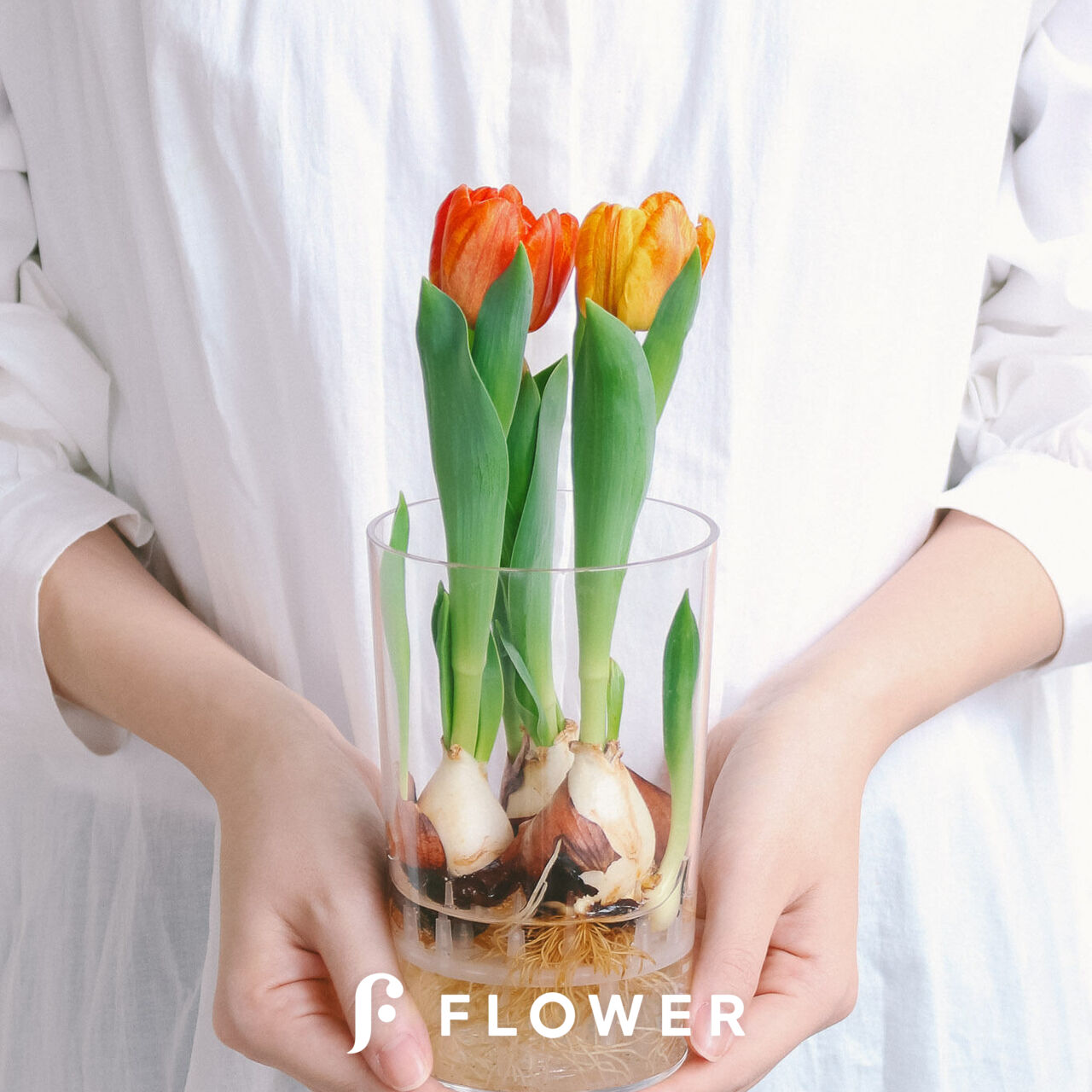 【球根】フレミングベイビー　ミニチューリップ　7球　水耕栽培　レア品種　数量限定 産直】チューリップ「フレミングベイビー」水耕栽培キット