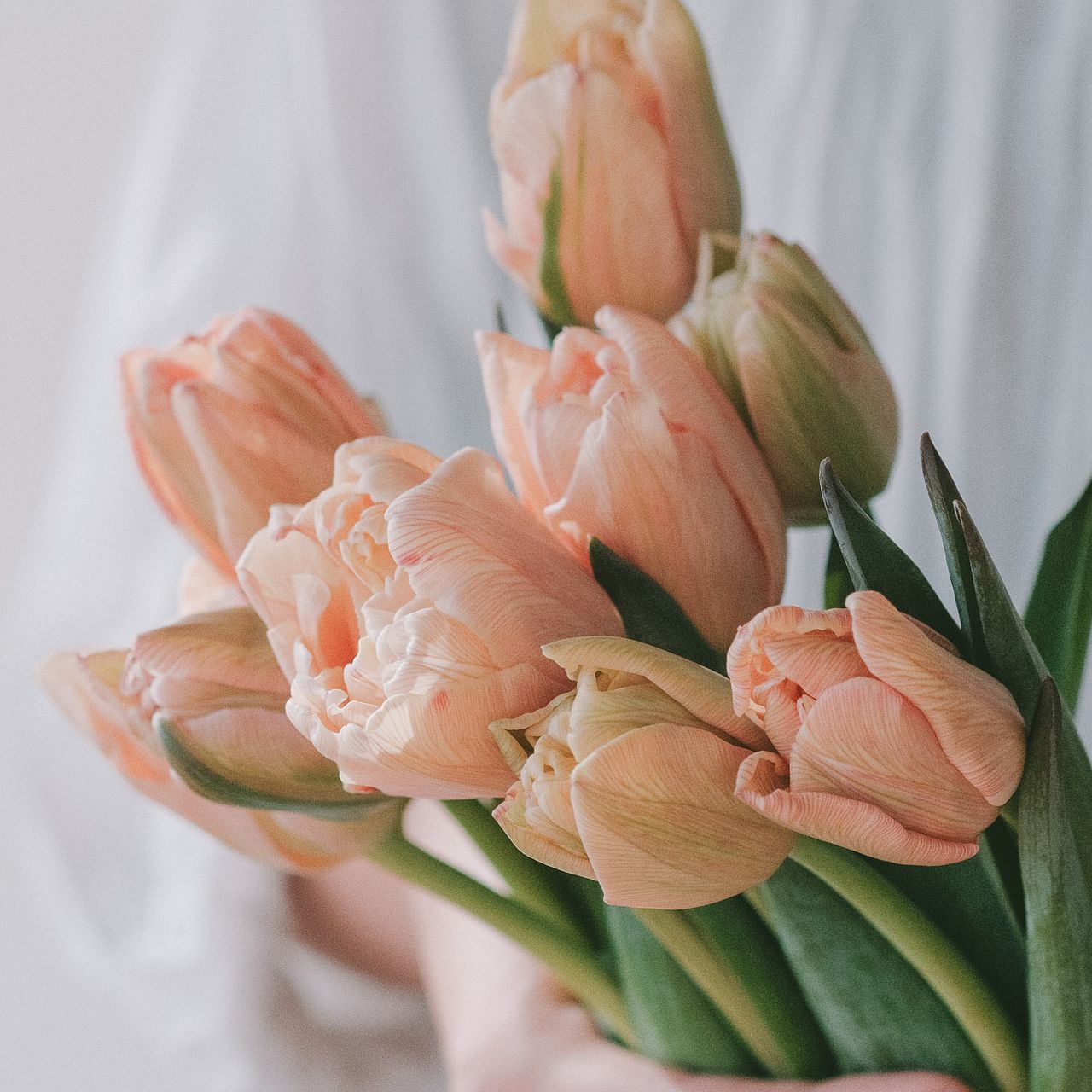 産直】清都農園のセピアチューリップ